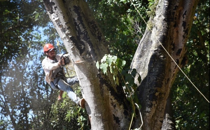 Intervendrán arbolado del parque Miguel Hidalgo - AVC Noticias