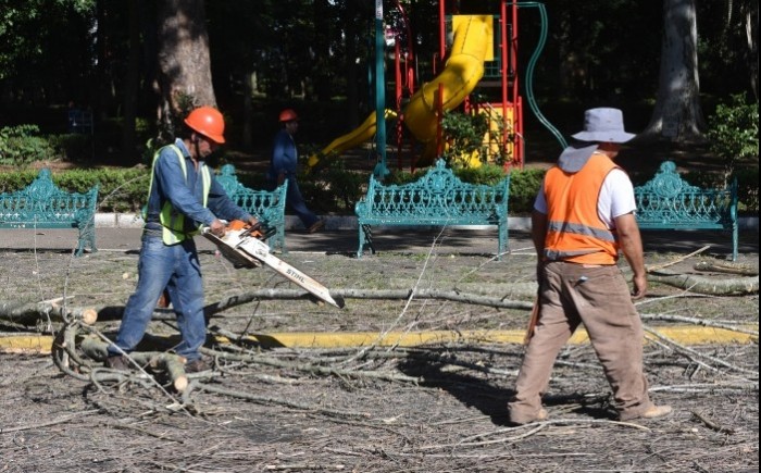 Intervendrán arbolado del parque Miguel Hidalgo - AVC Noticias