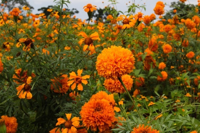 Cempasúchil y moco de pavo adornan los campos de Medellín en la cercanía  del Día de Muertos - AVC Noticias