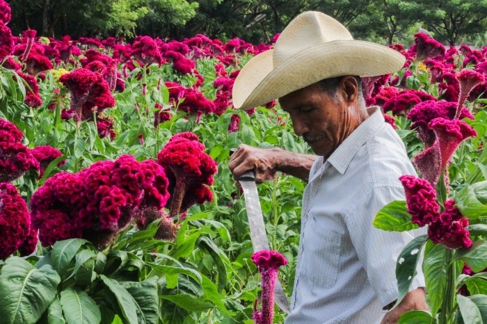 Cempasúchil y moco de pavo adornan los campos de Medellín en la cercanía  del Día de Muertos - AVC Noticias