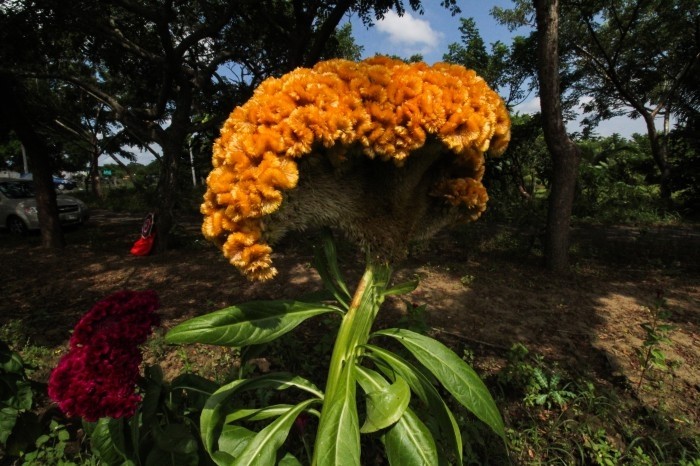 Cempasúchil y moco de pavo adornan los campos de Medellín en la cercanía  del Día de Muertos - AVC Noticias