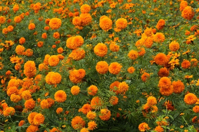 Cempasúchil y moco de pavo adornan los campos de Medellín en la cercanía  del Día de Muertos - AVC Noticias