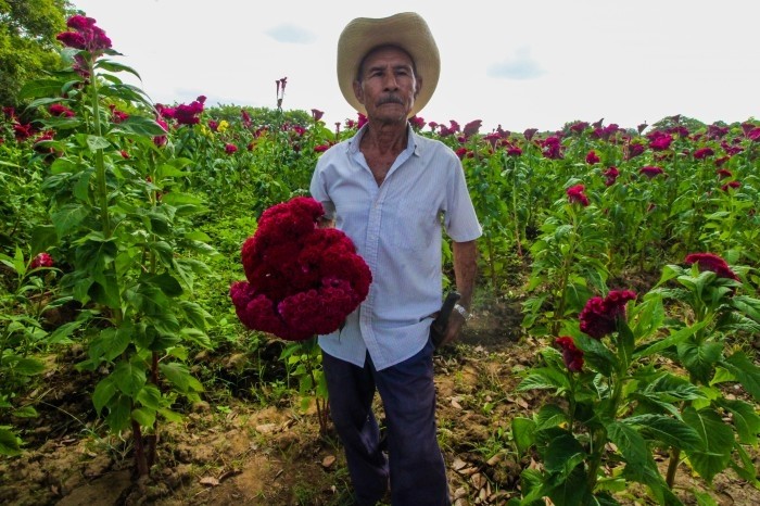 Cempasúchil y moco de pavo adornan los campos de Medellín en la cercanía  del Día de Muertos - AVC Noticias