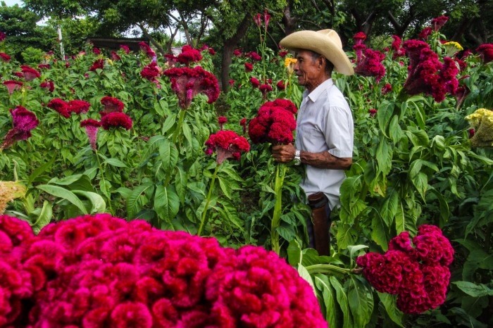 Cempasúchil y moco de pavo adornan los campos de Medellín en la cercanía  del Día de Muertos - AVC Noticias