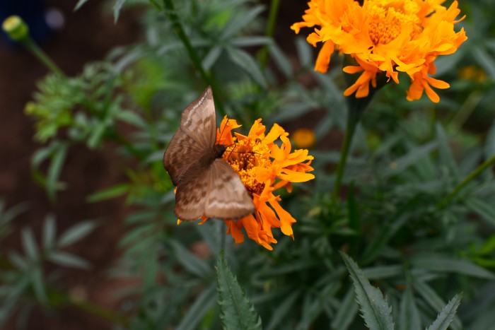 San Pablo Coapan Launches Seasonal Agritourism Flower Tours